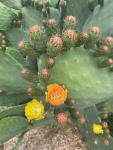 A close up of a prickly pear and its flowers