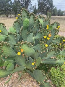 A prickly pear from a short distance. It has orange and yellow flowers.